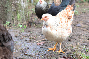 Chickens on a rural farm. Agriculture. Poultry breeding. Breeding chickens.