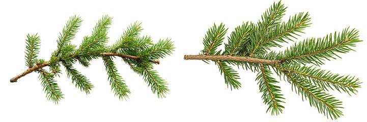 Fototapeta premium Set of a fir tree branch, isolated on a transparent background.