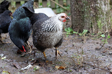 Chickens on a rural farm. Agriculture. Poultry breeding. Breeding chickens.