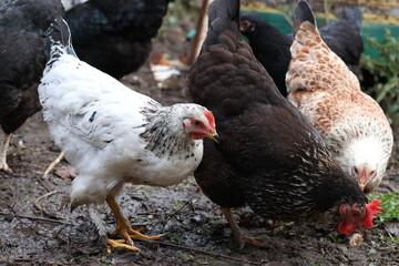 Chickens on a rural farm. Agriculture. Poultry breeding. Breeding chickens.