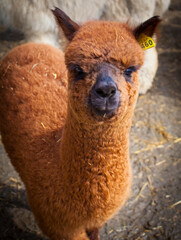 Naklejka premium Brown alpaca portrait