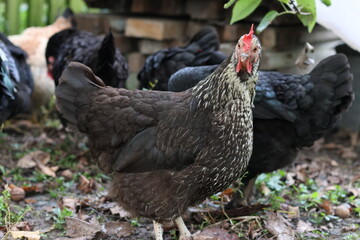 Chickens on a rural farm. Agriculture. Poultry breeding. Breeding chickens.