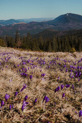 Fototapeta premium Spring flowers in the mountains. crocus