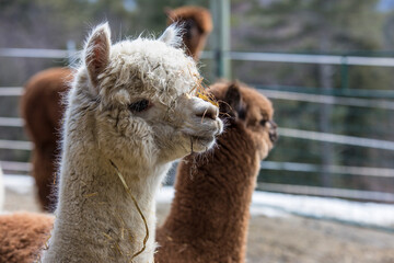 Obraz premium White Alpaca close up