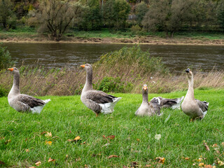 Gans