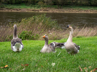 Gans
