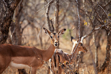 impala females antelope in the african bush hiding between the trees