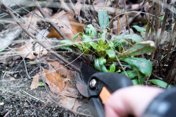 Close-up of pruning Gaura (Oenothera lindheimeri) with garden shears during winter cleanup in...