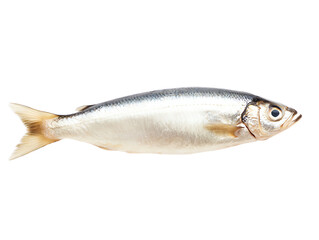 Obraz premium Fresh silver fish on a white isolated background, Transparent background.