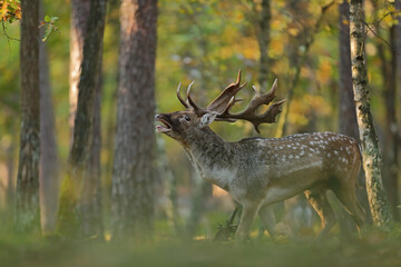 Daniel zwyczajny (Dama dama) © Bartosz Rakoczy