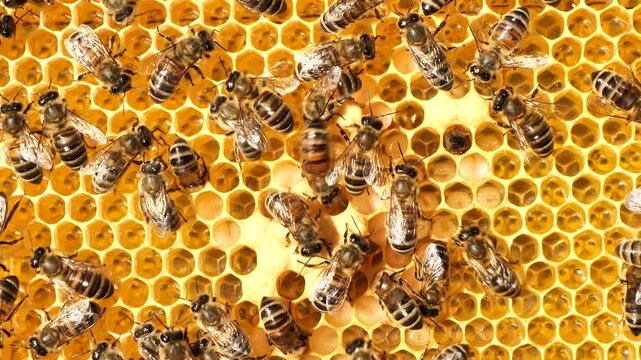 Nectar, honey, eggs and larvae in combs.