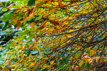 Kubota Gardens Leaves Background