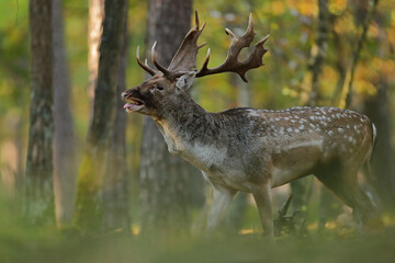 Daniel zwyczajny (Dama dama) © Bartosz Rakoczy