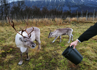 Reindeers feeding experience in Norway, Tromso, touristic activity in the polar circle. arctic tundra landscape of Lapland Northern Norway. © just_flowerin