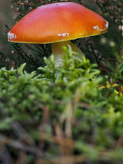 Pilz
