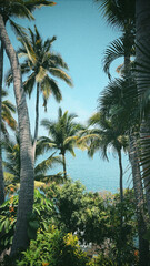 Fototapeta premium El mar entre palmeras