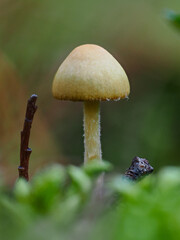 Pilz