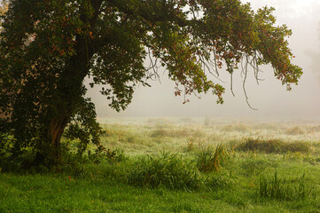 Drzewo we mgle © Iwona