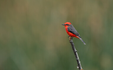 Detailed Photo of a Rufous Flycatcher (Pyrocephalus rubinus) Perching on a Tree Branch, unique bird, cute bird, bird on tree, perching bird