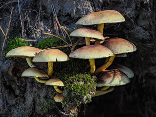 Pilz