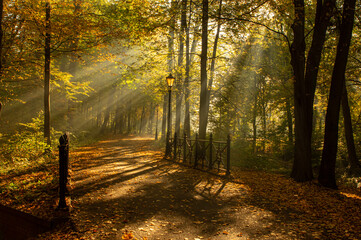 Park Pszczyna jesienią. Aleja drzew, promienie słońca o poranku © Iwona