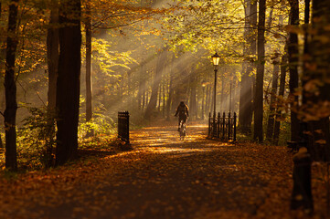 Park Pszczyna jesienią. Aleja drzew, promienie słońca o poranku © Iwona
