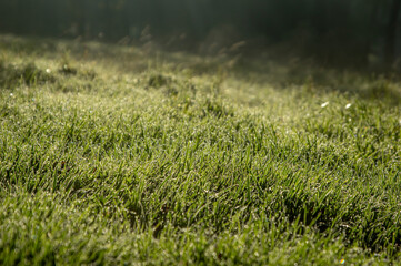 Trawa w rosie