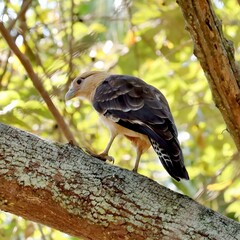 bird on a tree