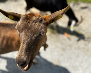 Fototapeta premium mountain goat