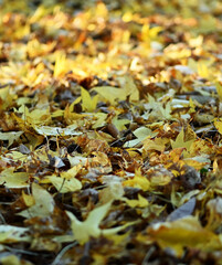 Hojas en otoño