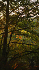 Atardecer en el bosque