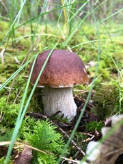 mushroom in the forest 