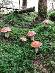 mushroom in the forest