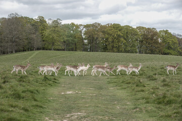 herd of fallow deer running across a footpath