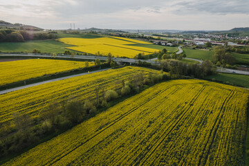 Frühlingslandschaft mit blühendem Rapsfeld und natürlichem Sonnenlicht – Natur- und Landwirtschaftsaufnahmen.