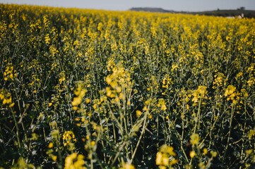 Frühlingslandschaft mit blühendem Rapsfeld und natürlichem Sonnenlicht – Natur- und Landwirtschaftsaufnahmen.