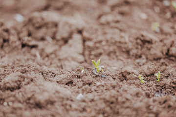 Frühlingslandschaft mit blühendem Rapsfeld und natürlichem Sonnenlicht – Natur- und Landwirtschaftsaufnahmen.