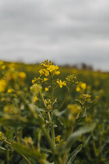 Frühlingslandschaft mit blühendem Rapsfeld und natürlichem Sonnenlicht – Natur- und Landwirtschaftsaufnahmen.