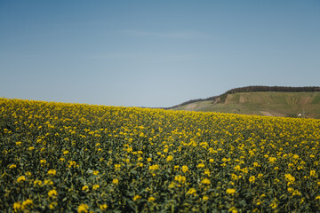 Frühlingslandschaft mit blühendem Rapsfeld und natürlichem Sonnenlicht – Natur- und Landwirtschaftsaufnahmen.