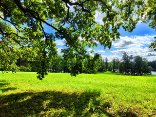 A park with trees and grass in summer