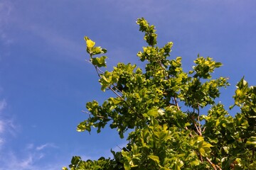 View of bright green tree leaves against a blue sky background.