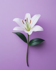 Fototapeta premium Elegant white lily blooms gracefully against a soft purple background to enhance your floral aesthetic