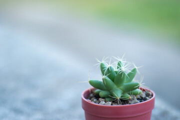 Cactus, 'Mammillaria longimamma' or 'Finger Cactus' or 'Nipple Cactus', in a Pot with blur background.
