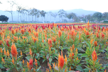 Colorful Cockscomb Flowers or Celosia field under a clear blue sky