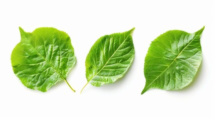 Green Leaves on White Background: Nature Photography