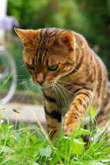 Fototapeta premium exhotic bengal cat