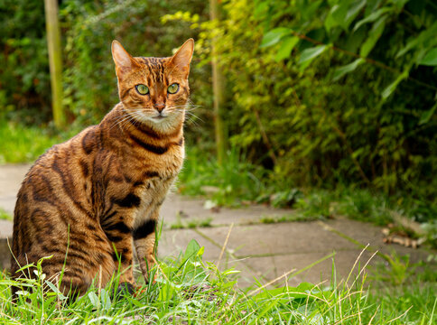 exhotic bengal cat