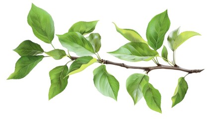 Fototapeta premium Green Leaves Branch: Fresh Spring Foliage Texture