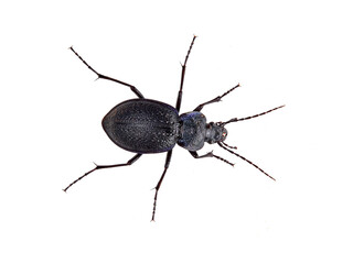 Predatory black beetle on a white background. Carabidae, ground beetle. Carabus dufouri