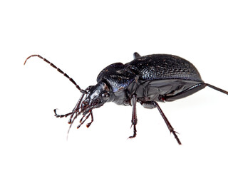 Predatory black beetle on a white background. Carabidae, ground beetle. Carabus dufouri